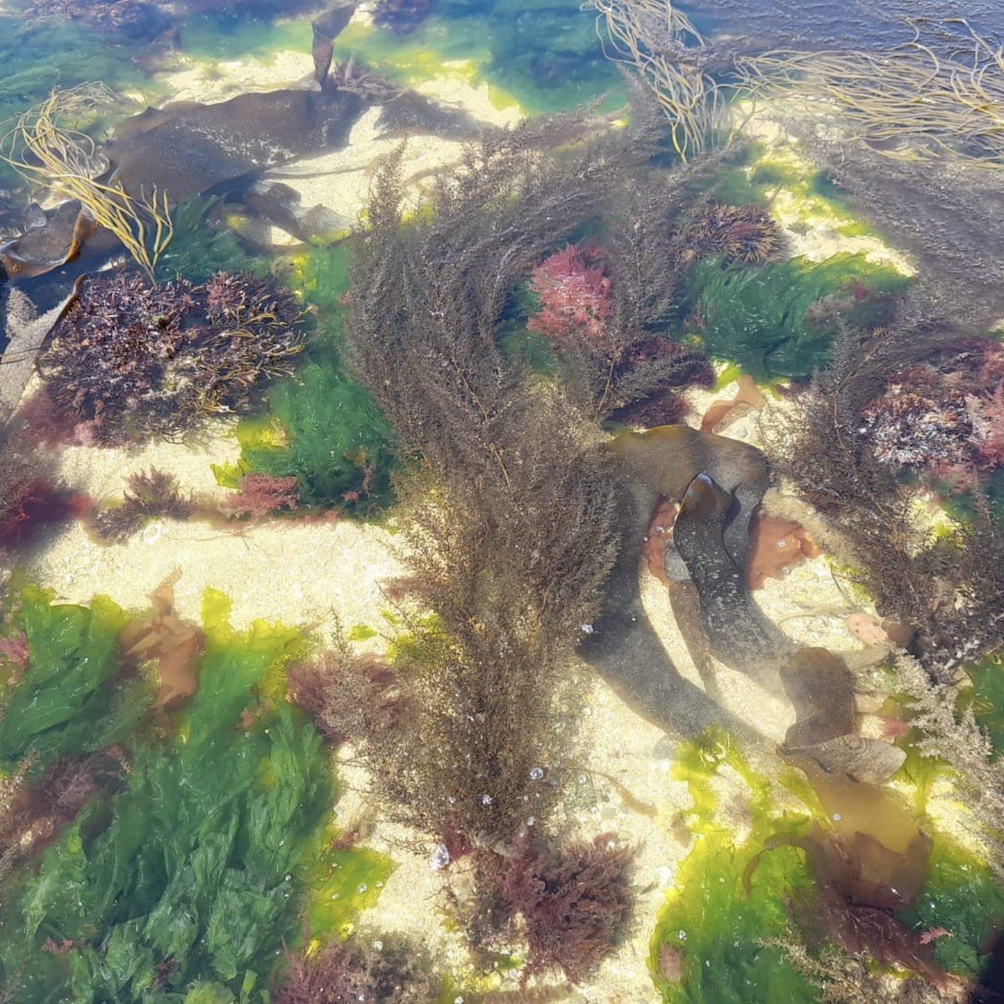 seaweed in the water at low tide